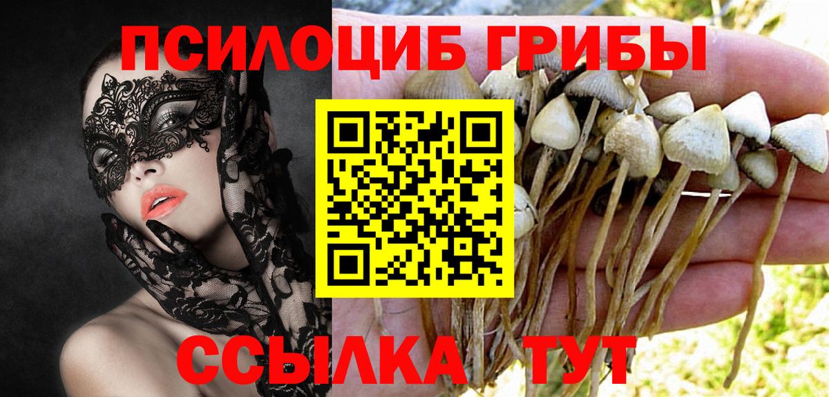 Красногорск  Псилоцибиновые грибы Psilocybine cubensis  Вход с VPN 